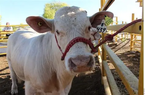 oip-10-d95Z1VWxKNf8Bxbd