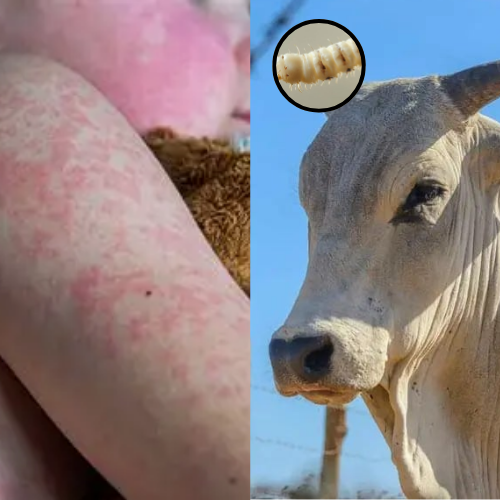 plantillas-el-algoritmo-2-AQEeJzqoLrS5QRe5